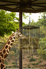 Giraffa