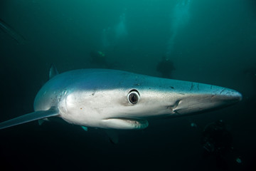 Naklejka na ściany i meble blue shark, prionace glauca, South Africa