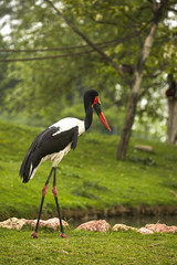 Mitteria del Senegal