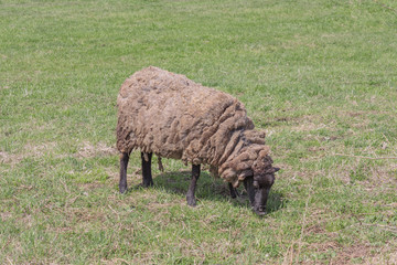 Obraz premium Sheep in field grazing the green grass
