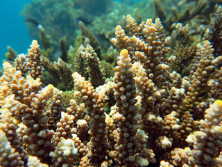 Thriving  coral reef alive with marine life and shoals of fish,