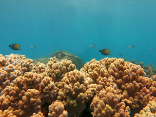 Thriving  coral reef alive with marine life and shoals of fish,
