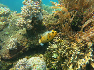 Thriving  coral reef alive with marine life and shoals of fish,