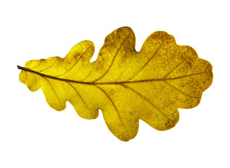 Fototapeta na wymiar Oak leaf isolated on white background