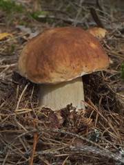 Boletus edulis mushroom among dry needles