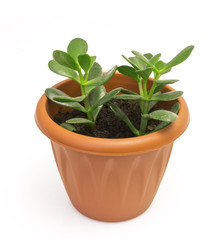 Orange terracotta pot with soil with green plant Isolated on white background.