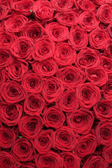 Red roses background