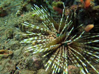 Thriving  coral reef alive with marine life and shoals of fish, Bali.