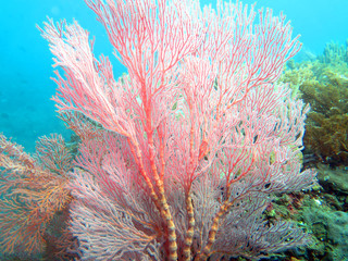 Thriving  coral reef alive with marine life and shoals of fish,