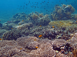 Thriving  coral reef alive with marine life and shoals of fish,