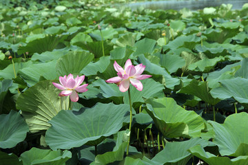Lotus flower plants
