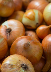onion background