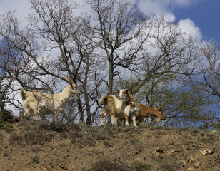 Herd of mountain goats on the slopes in the bushes