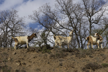 Herd of mountain goats on the slopes in the bushes
