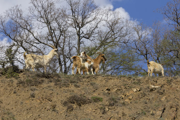 Naklejka premium Herd of mountain goats on the slopes in the bushes