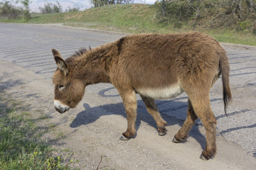 Brown donkey runs along the paved road