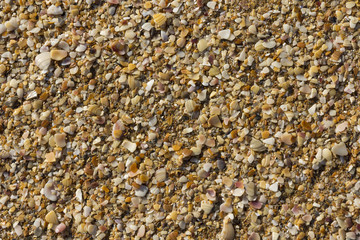 sea shells background