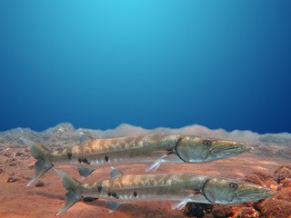 Great Barracuda fish in ocean Bali
