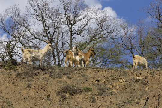 Herd of mountain goats on the slopes in the bushes