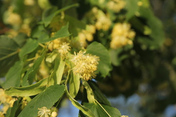 Linden tree in bloom, against a green leave