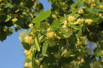Linden tree in bloom, against a green leave