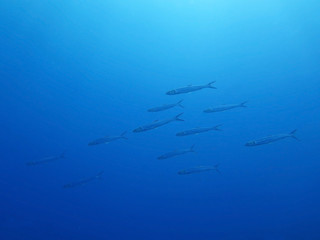 School of fish on a background of blue sea underwater
