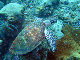 Hawksbill sea turtle current on coral reef island, Bali