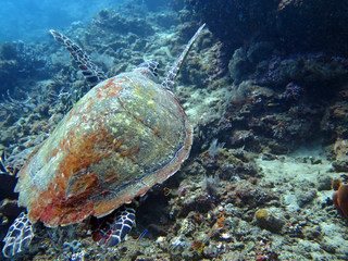 Hawksbill sea turtle current on coral reef island, Bali