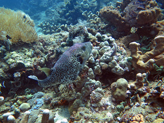 Naklejka na ściany i meble Thriving coral reef alive with marine life and fish, Bali