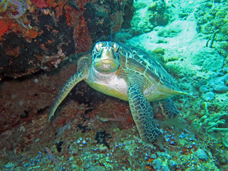 Hawksbill sea turtle current on coral reef island, Bali