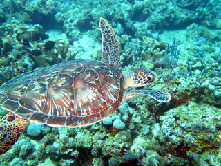 Hawksbill sea turtle current on coral reef island, Bali