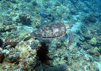 Fototapeta na wymiar Hawksbill sea turtle current on coral reef island, Bali
