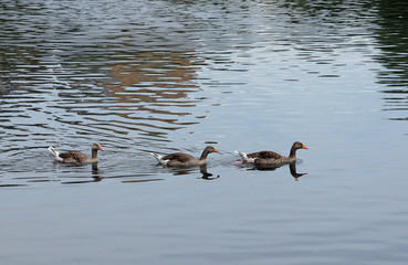 Three beautiful ducks swimming on the lake.