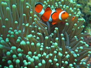 Fototapeta na wymiar Orange nemo clown fish in the beautiful vivid green anemone
