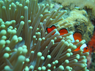 Fototapeta na wymiar Orange nemo clown fish in the beautiful vivid green anemone