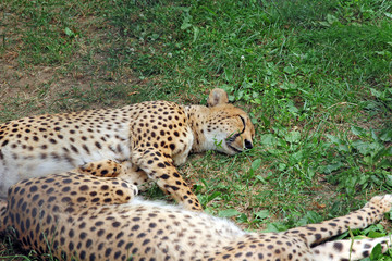 Two Amur leopard sleeping on the green grass