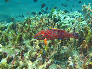Fototapeta na wymiar Thriving coral reef alive with marine life and fish, Bali
