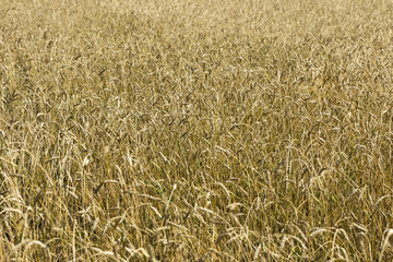 Yellow grain ready for harvest growing in a farm field