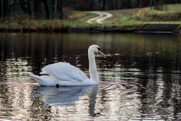swan on a quiet autumn lake. Autumn season and lake with swan.