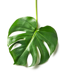 green tropical leaf