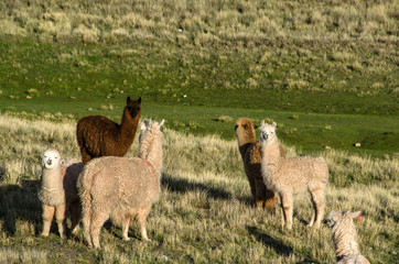 Fototapeta premium Funny brown alpaca with mouth full of grass
