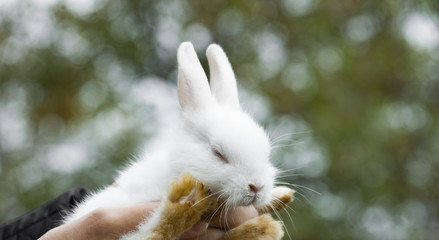 The panorama of female hands are holding small white decorative rabbit.Newborn or Happy Easter concept.
