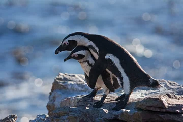 Poster African penguin, spheniscus demersus, South Africa © prochym