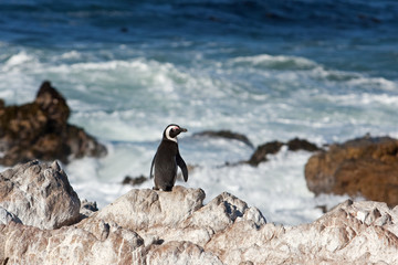African penguin, spheniscus demersus, South Africa