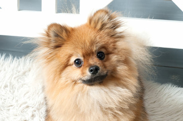 The front view of pomeranian spitz. Dog is laying on the white plaid. Studio light