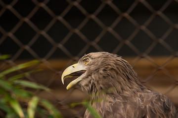 gray eagle at the zoo
