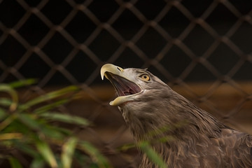 gray eagle at the zoo