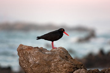 African oystercatcher, african black oystercatcher, haematopus moquini, South Africa