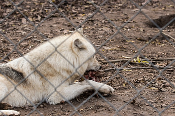 a dangerous wolf in the whistle eating