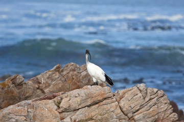 African sacred ibis , threskiornis aethiopicus, South Africa